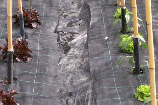 Come Proteggere le Piante dal Freddo con il Tessuto Non Tessuto